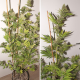 Pineapple Poison - Super Sativa Seed Club | TanieSianie.pl