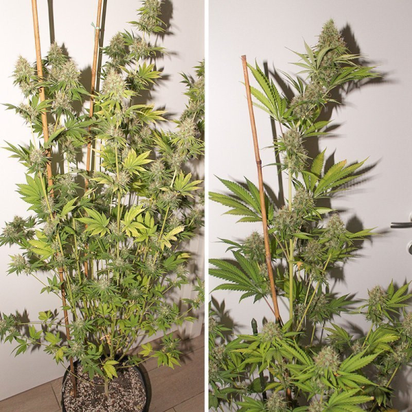 Pineapple Poison - Super Sativa Seed Club | TanieSianie.pl