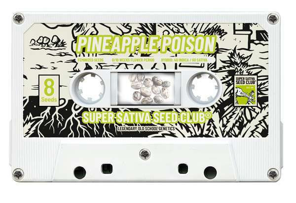 Pineapple Poison - Super Sativa Seed Club | TanieSianie.pl