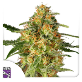 TnT Trichome - Super Sativa Seed Club | TanieSianie.pl