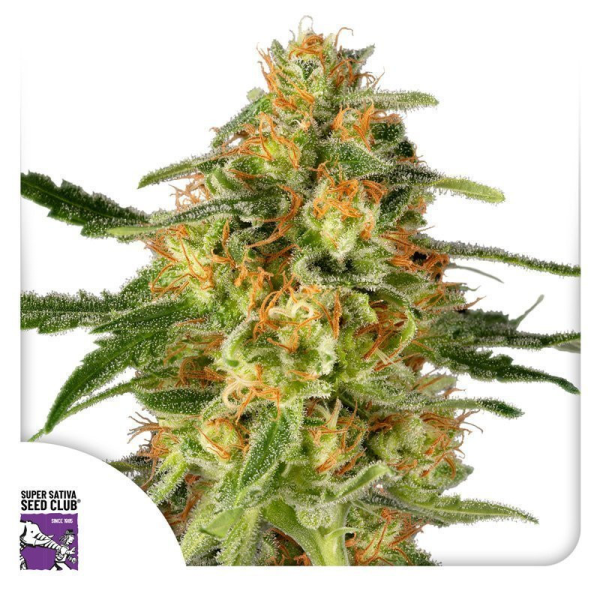 TnT Trichome - Super Sativa Seed Club | TanieSianie.pl