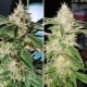TnT Trichome - Super Sativa Seed Club | TanieSianie.pl