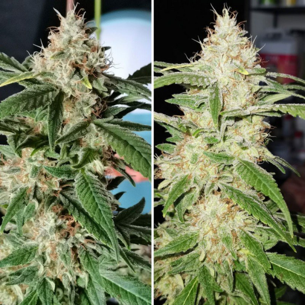 TnT Trichome - Super Sativa Seed Club | TanieSianie.pl