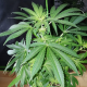 TnT Trichome - Super Sativa Seed Club | TanieSianie.pl