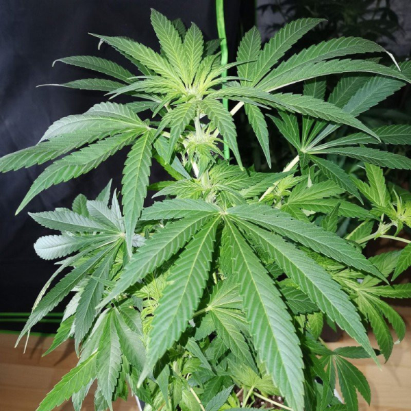 TnT Trichome - Super Sativa Seed Club | TanieSianie.pl