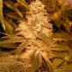 Auto Kush - FEMALE SEEDS | TanieSianie.pl