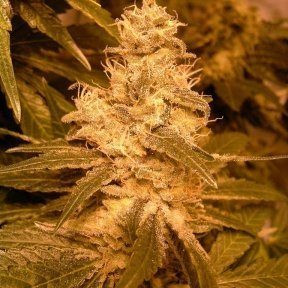 Auto Kush - FEMALE SEEDS | TanieSianie.pl