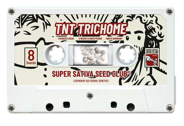 TnT Trichome - Super Sativa Seed Club | TanieSianie.pl
