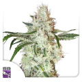 Lemon OG - Super Sativa Seed Club