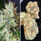 Lemon OG - Super Sativa Seed Club | TanieSianie.pl