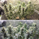 Lemon OG - Super Sativa Seed Club | TanieSianie.pl