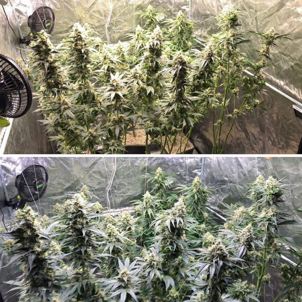 Lemon OG - Super Sativa Seed Club | TanieSianie.pl