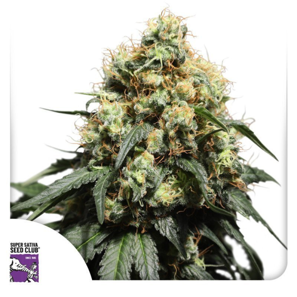 Bruce Lemon Diesel - Super Sativa Seed Club | TanieSianie.pl