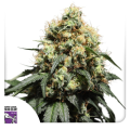 Bruce Lemon Diesel - Super Sativa Seed Club