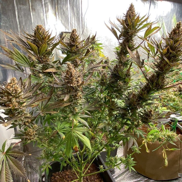Bruce Lemon Diesel - Super Sativa Seed Club | TanieSianie.pl