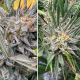 Bruce Lemon Diesel - Super Sativa Seed Club | TanieSianie.pl