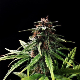 Auto Speed Bud - FEMALE SEEDS | TanieSianie.pl