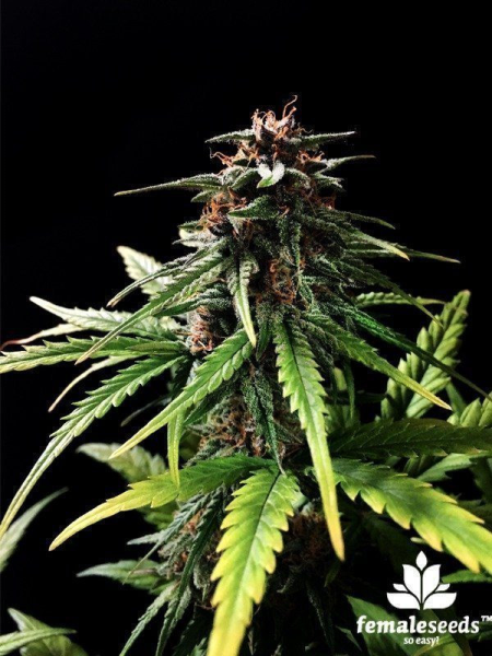 Auto Speed Bud - FEMALE SEEDS | TanieSianie.pl