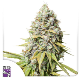 Kosher Haze - Super Sativa Seed Club | TanieSianie.pl