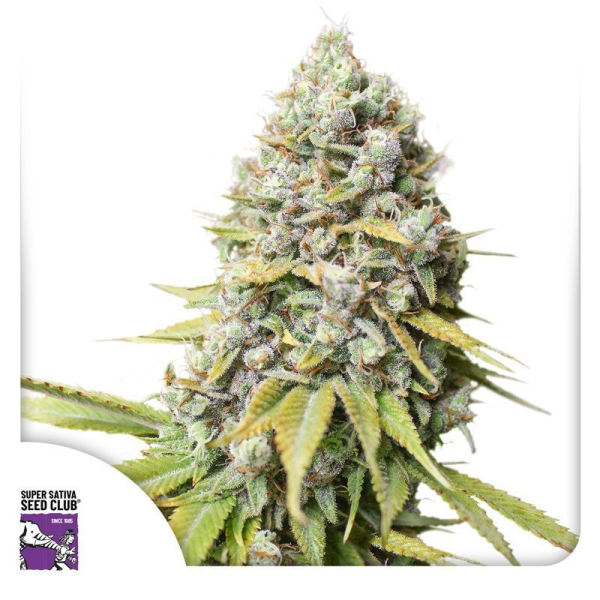Kosher Haze - Super Sativa Seed Club | TanieSianie.pl