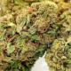 Kosher Haze - Super Sativa Seed Club | TanieSianie.pl