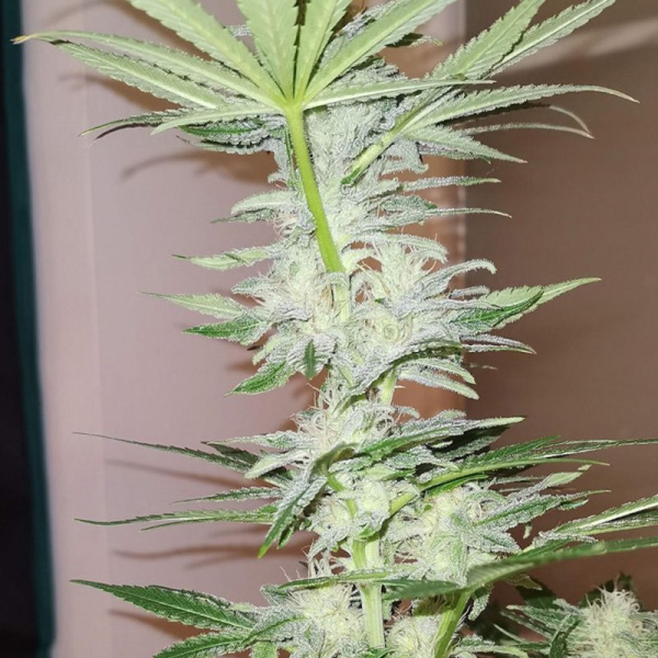 Kosher Haze - Super Sativa Seed Club | TanieSianie.pl