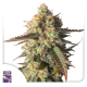 Strawberry Chemdawg OG - Super Sativa Seed Club | TanieSianie.pl