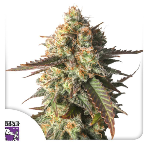 Strawberry Chemdawg OG - Super Sativa Seed Club | TanieSianie.pl
