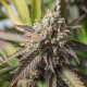 Strawberry Chemdawg OG - Super Sativa Seed Club | TanieSianie.pl