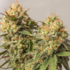 Strawberry Chemdawg OG - Super Sativa Seed Club | TanieSianie.pl