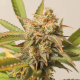 Strawberry Chemdawg OG - Super Sativa Seed Club | TanieSianie.pl