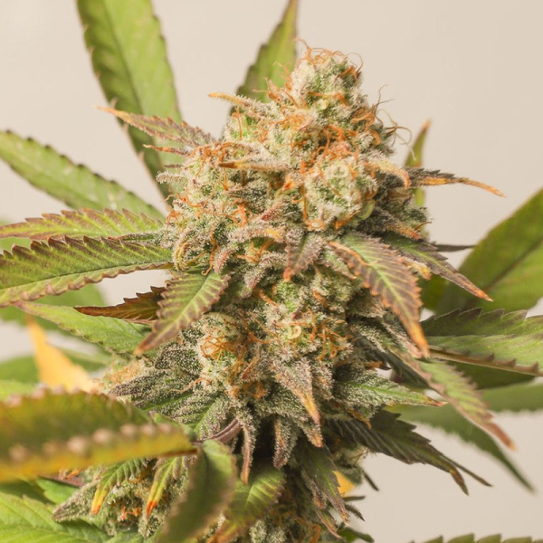 Strawberry Chemdawg OG - Super Sativa Seed Club | TanieSianie.pl