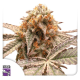 Purple OG Punch - Super Sativa Seed Club | TanieSianie.pl