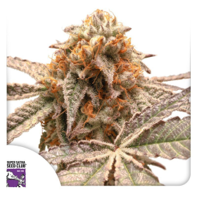 Purple OG Punch - Super Sativa Seed Club | TanieSianie.pl