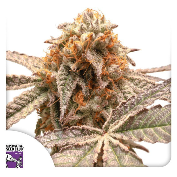 Purple OG Punch - Super Sativa Seed Club | TanieSianie.pl