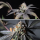 Purple OG Punch - Super Sativa Seed Club | TanieSianie.pl