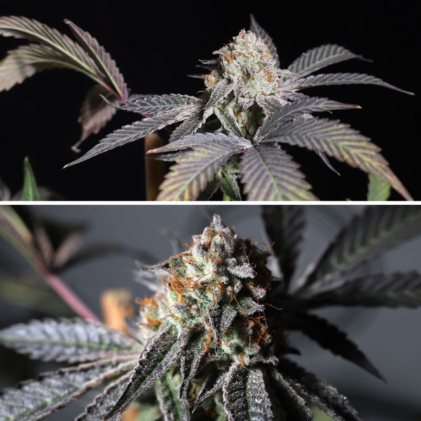 Purple OG Punch - Super Sativa Seed Club | TanieSianie.pl