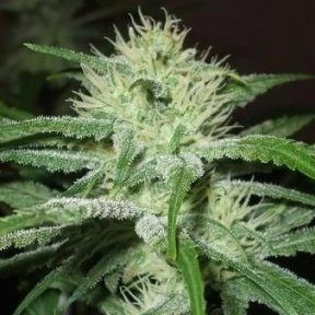 Auto Speed Bud - FEMALE SEEDS | TanieSianie.pl