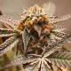 Purple OG Punch - Super Sativa Seed Club | TanieSianie.pl