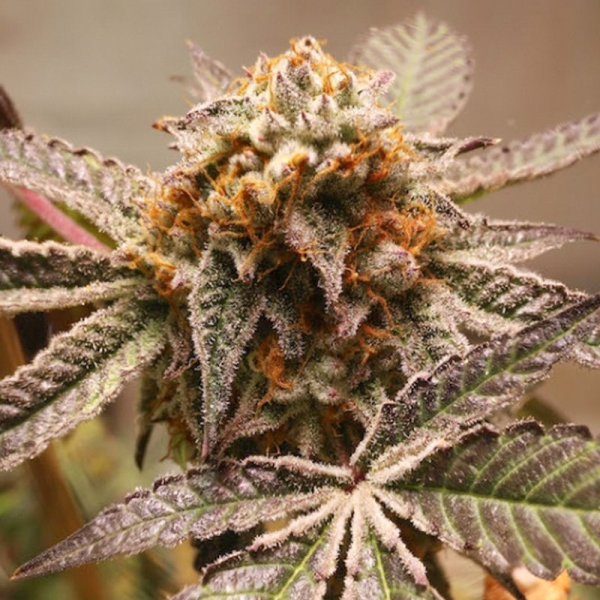 Purple OG Punch - Super Sativa Seed Club | TanieSianie.pl