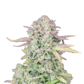 Original Trainwreck Auto - FASTBUDS | TanieSianie.pl