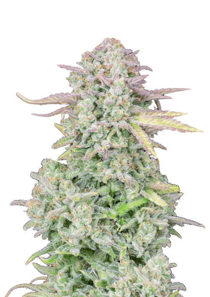 Original Trainwreck Auto - FASTBUDS | TanieSianie.pl