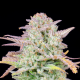 Original Trainwreck Auto - FASTBUDS | TanieSianie.pl