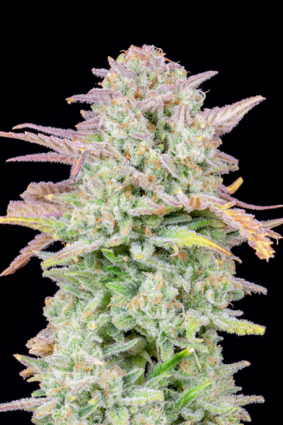 Original Trainwreck Auto - FASTBUDS | TanieSianie.pl