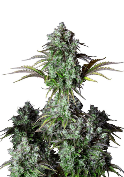 Original Big Bud Auto - FASTBUDS | TanieSianie.pl