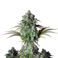 Original Big Bud Auto - FASTBUDS