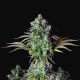 Original Big Bud Auto - FASTBUDS | TanieSianie.pl