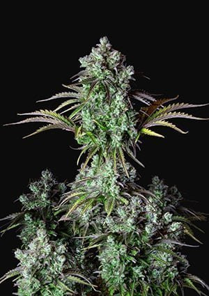 Original Big Bud Auto - FASTBUDS | TanieSianie.pl
