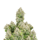 Original Cinderella Auto - FASTBUDS | TanieSianie.pl