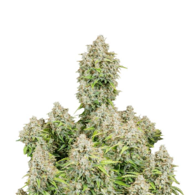 Original Cinderella Auto - FASTBUDS | TanieSianie.pl